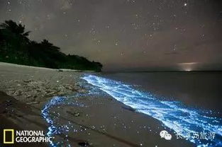 大连荧光海滩，自然奇观与科学探索之旅