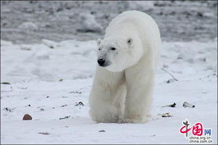揭秘，北极熊皮肤的神秘色彩与生存智慧