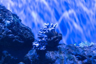 探索深海的奥秘，深海鱼种类的多样性与独特性