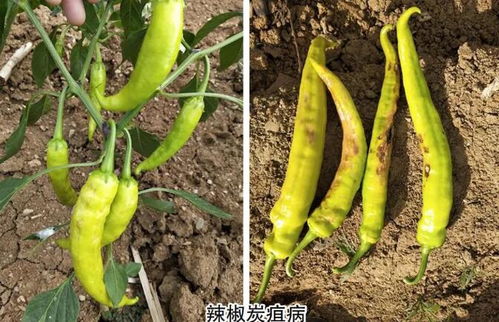 辣椒辣手的快速缓解方法及预防策略