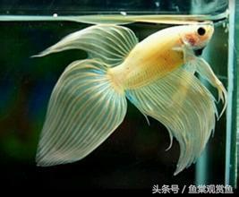 泰国斗鱼论坛，揭秘斗鱼文化与饲养技巧