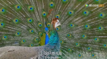 孔雀的秘密，自然界的华丽舞者