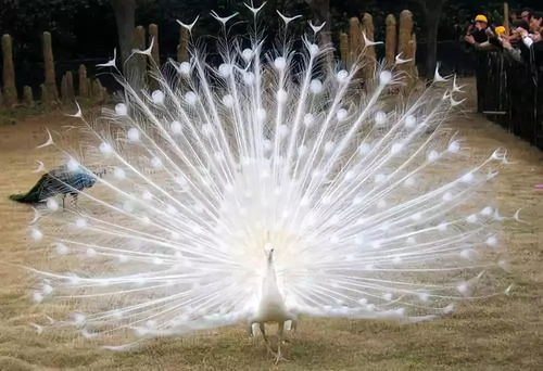 孔雀的秘密，自然界的华丽舞者