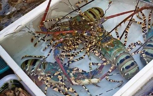 揭秘大龙虾市场，价格波动背后的秘密