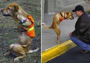 忠诚的伙伴，探索faith狗的非凡故事与狗狗的信仰力量