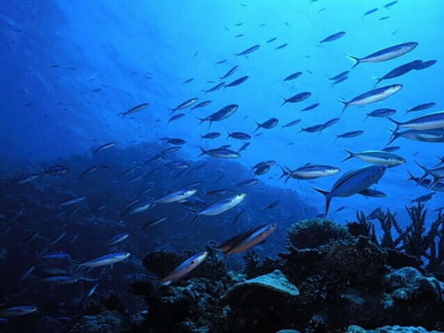 探索深海的奥秘，揭秘深海鱼类的奇异世界