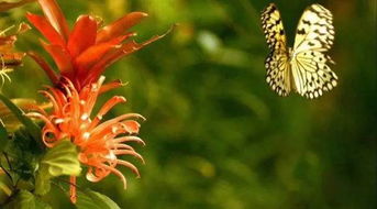 探索自然界的奇迹，植物种子的传播方式