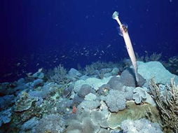 探索水下世界，鱼类图片大全的奥秘与魅力