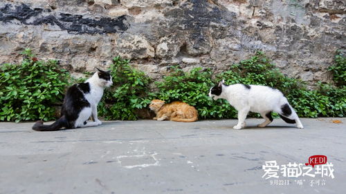 萌化心灵的治愈力量，萌猫猫图片的魅力与影响