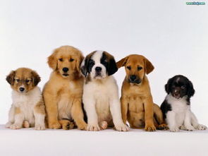 与狗狗共度的真实时光，探索宠物与人之间的深厚情感