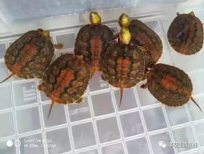 金钱龟养殖，财富的慢步者