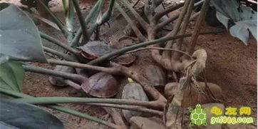 金钱龟养殖，财富的慢步者