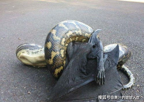 蛇口逃生，揭秘蛇吃人事件的真相与生存策略