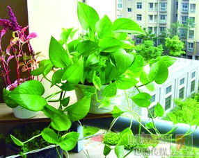 绿萝，室内绿色小卫士的功效与作用