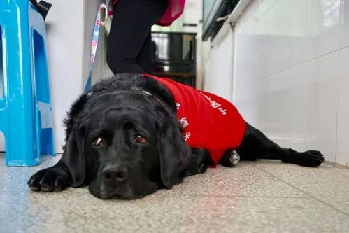 视界之光，中国导盲犬的使命与挑战