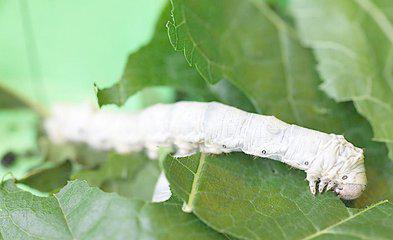蚕的生长过程，从卵到茧的奇妙旅程