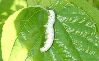 蚕的生长过程，从卵到茧的奇妙旅程