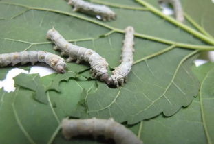 蚕的生长过程，从卵到茧的奇妙旅程