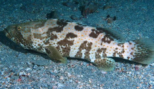 石斑鱼养殖，生态养殖与经济效益的双重追求