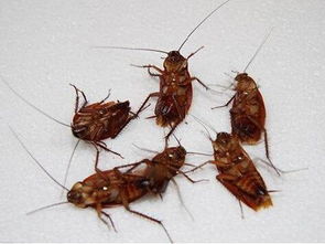 终结家中小强，灭蟑螂最有效的方法