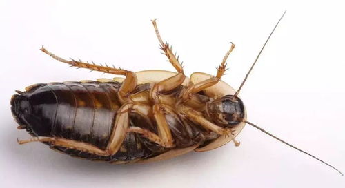 终结家中小强，灭蟑螂最有效的方法