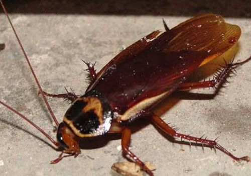 终结家中小强，灭蟑螂最有效的方法