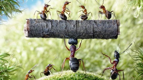 蚂蚁的秘密，昆虫界的超级英雄