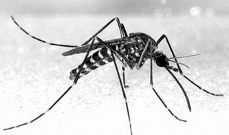 蚊子的短暂一生，了解这些小吸血鬼的生命周期