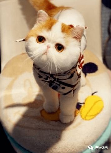 萌猫Snoopy，微博世界里的治愈力量