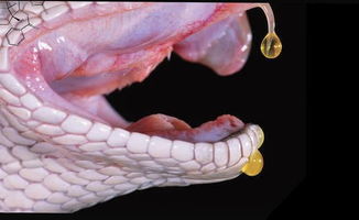 蛇毒，自然界的致命武器与医学奇迹