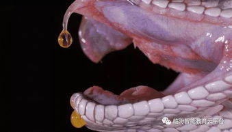 蛇毒，自然界的致命武器与医学奇迹