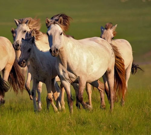 骏马奔腾，银幕上的马文化与精神象征