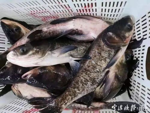 淡水鱼价格变动，影响因素、市场趋势与消费者应对策略