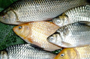 淡水鱼价格变动，影响因素、市场趋势与消费者应对策略