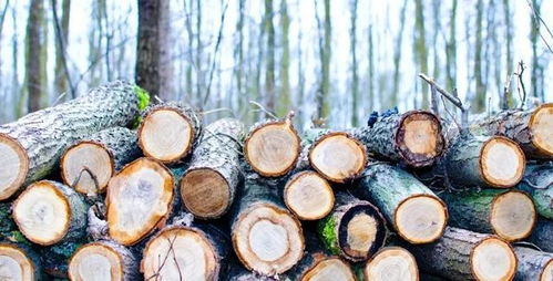 木材生意的秘诀，从林间到市场