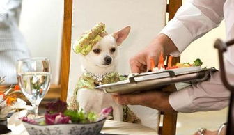 比弗利拜金狗，奢华生活背后的道德困境