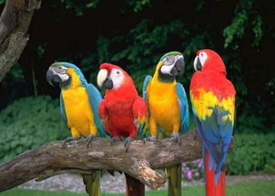 斯比克斯鹦鹉，珍稀物种的保护与我们的责任