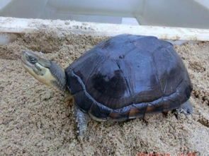 石金钱龟，投资与养护的双重价值