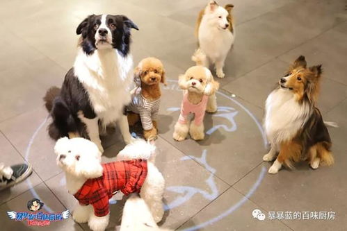 狗狗咖啡厅，毛茸茸的治愈空间