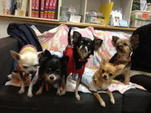 狗狗咖啡厅，毛茸茸的治愈空间