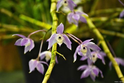 兰花，自然界中的优雅象征