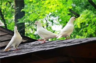 鸽子养殖，从屋顶到餐桌的绿色旅程