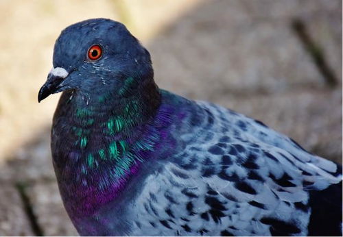 鸽子养殖，从屋顶到餐桌的绿色旅程