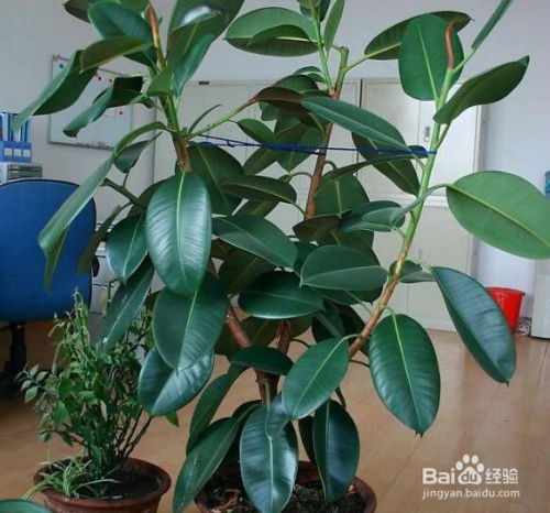 橡皮树繁殖，简单步骤与实用技巧