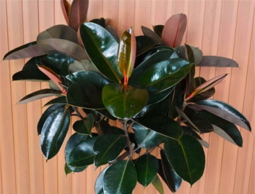 橡皮树繁殖，简单步骤与实用技巧