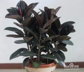 橡皮树繁殖，简单步骤与实用技巧