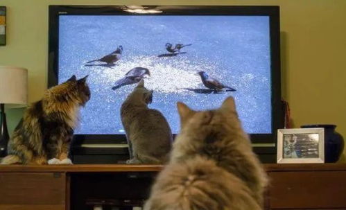 世界上最大的猫，探索巨猫的奥秘