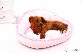 打造小狗的温馨之家，设计、材料与维护指南