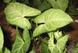 白蝴蝶合果芋，家中的绿色精灵，自然的空气净化器