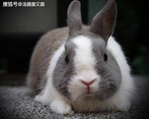 探索灰兔眼睛的奥秘，颜色、生物学意义及与环境的互动